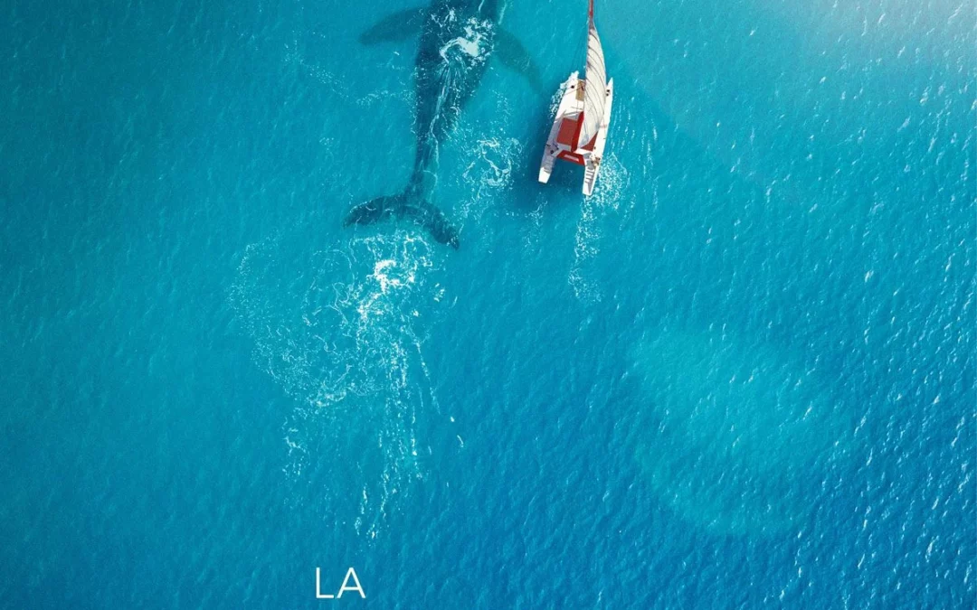 La baleine et le musicien : une aventure extraordinaire signée Rone !
